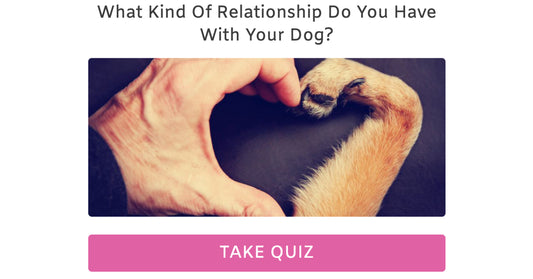 Quiz - Your Relationship with your Dog